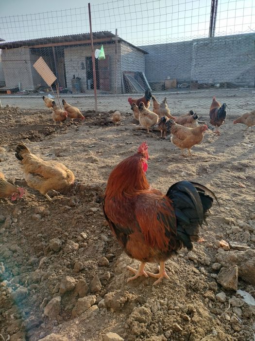 Кучинский петух сатылады