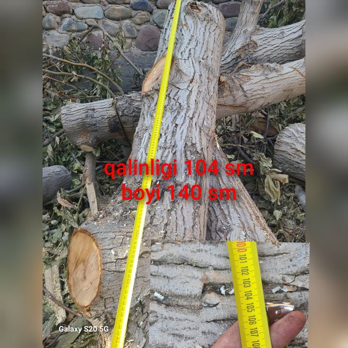 Yangon daraxti mebelchilarga sotiladi otinga emas