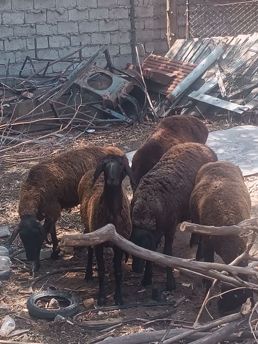 Кой койлар сатылады семиз