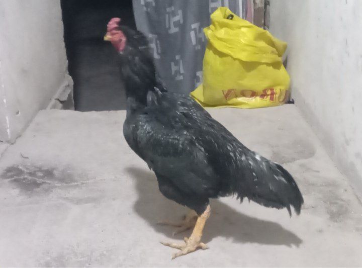 Dakan xo'roz sotiladi tulle qora 1 ko'z