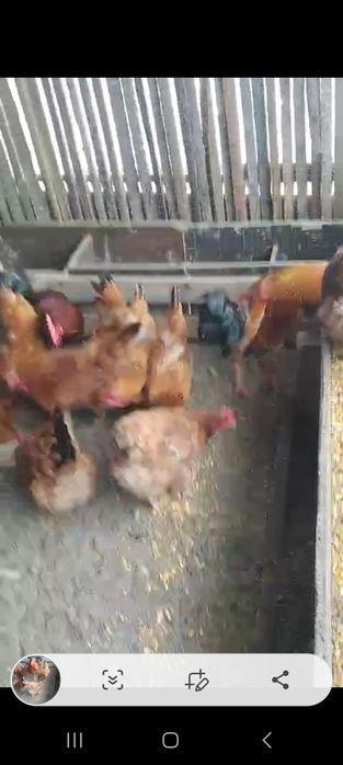 Кучйн тауықтары бар сатылады.