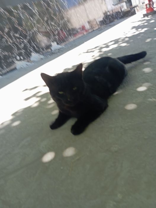 Zotdor mushuk tugdiradigan