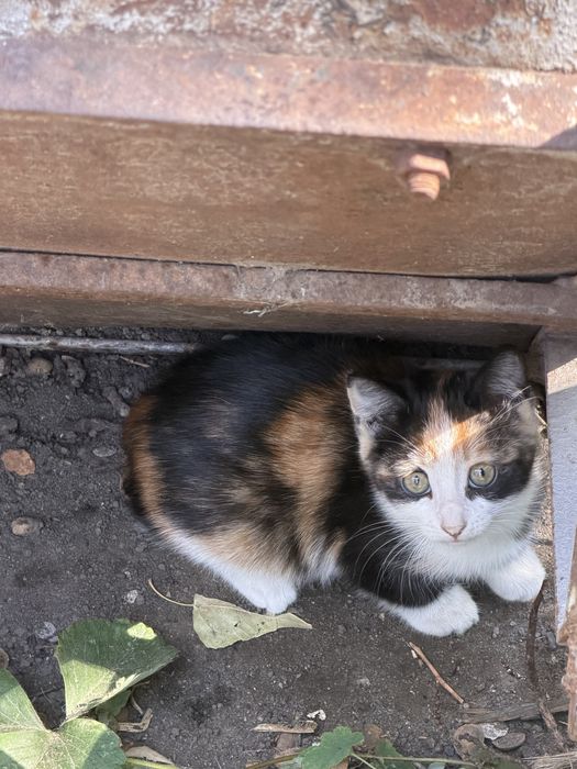 Котята трех цветноые