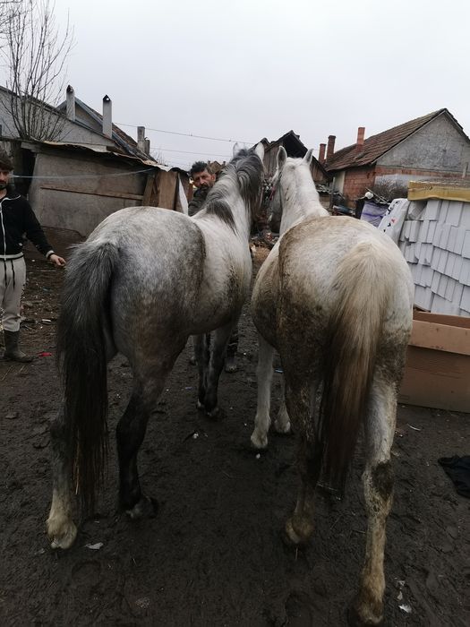 de vanzare iapa si manza