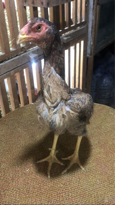 Бедана пар япон зот мокионлар сотилади