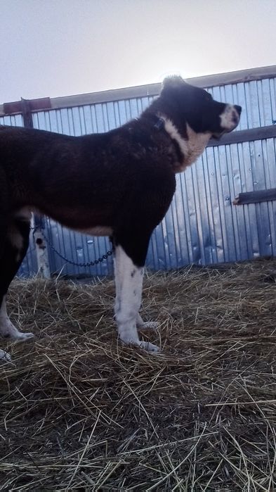 Тобет кушык сатылады