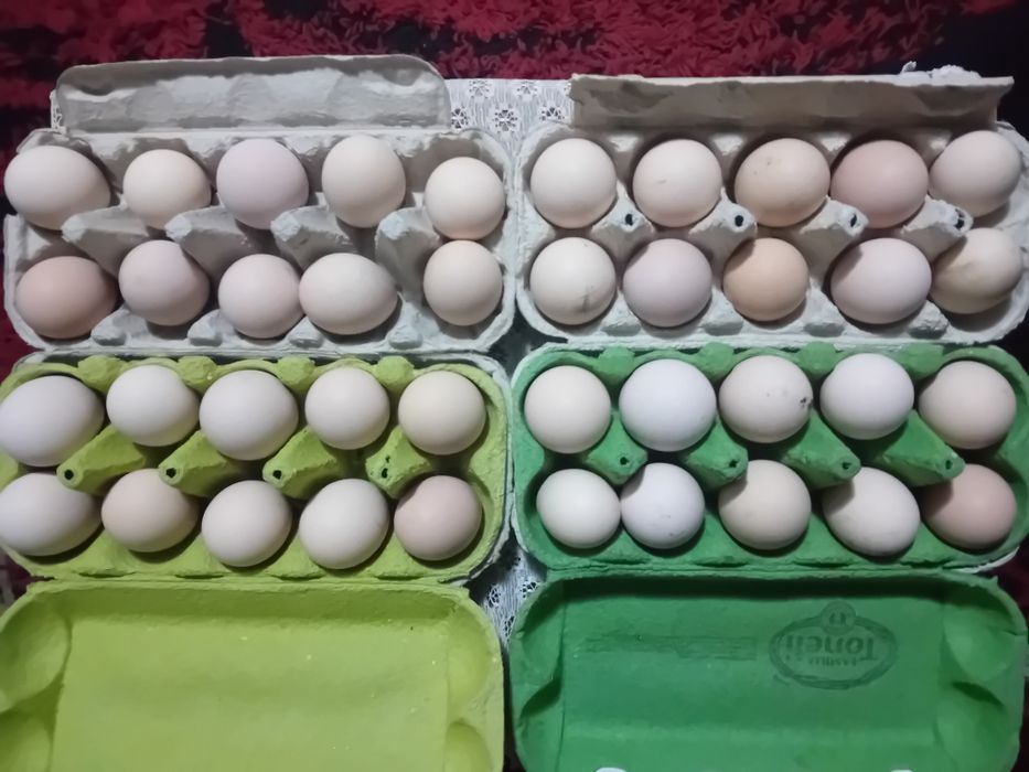 Ouă pentru  incubat  australorp