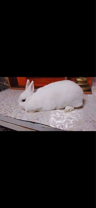 Карлик гермилин самка сотилади