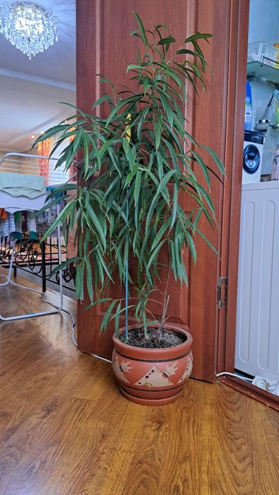 Большие комнатные цветы