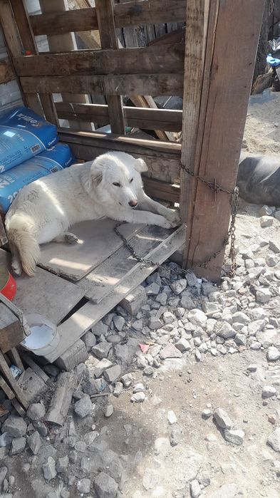 Donez cățeaua 1 an