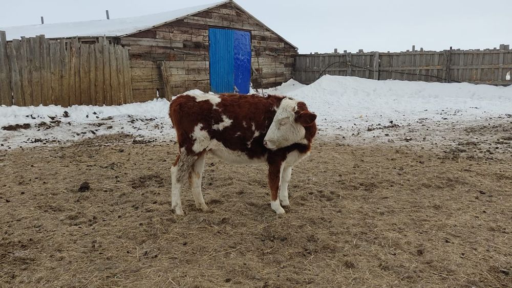 КРС, корова, сиыр