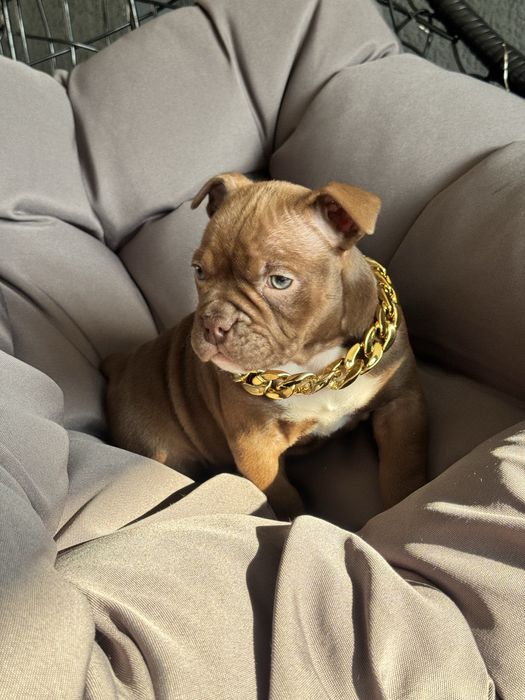 American Bully Pocket ABKC