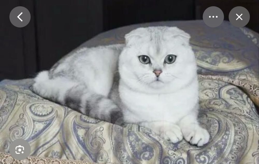 Серибристая шиншилла кот