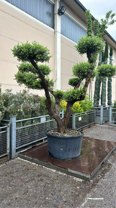 Tuia brazi maslini palimeri acuba pom-pom bosai spirale artarijaponezi