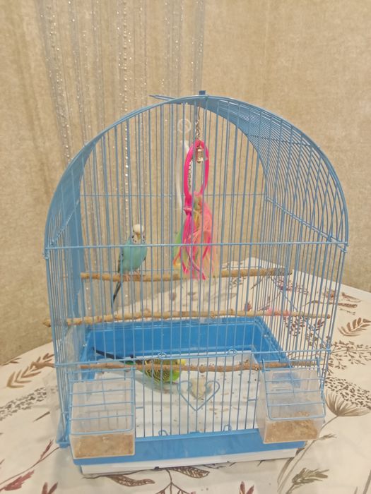 Продам попугаев.