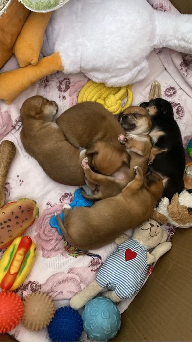 Продам щенят чихуахуа