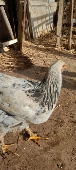 Brama xorozlar sotiladi donasi 180 optım 500 ming