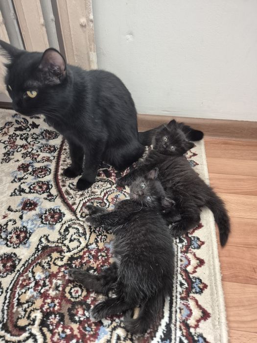 Котёнок маленькие