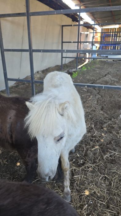 Продам годовалых пони