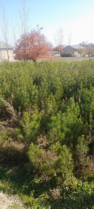 Сосна кучатлари сотилади(арча)