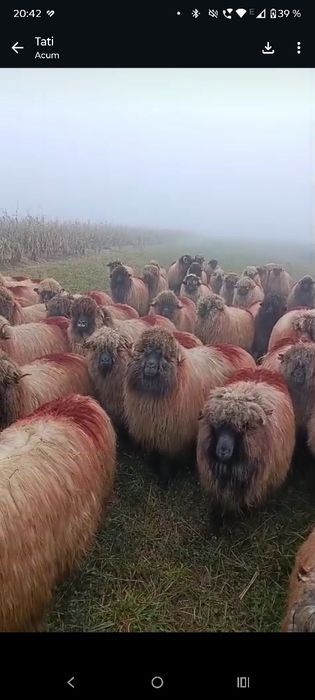 Vând oi bucălai tinere