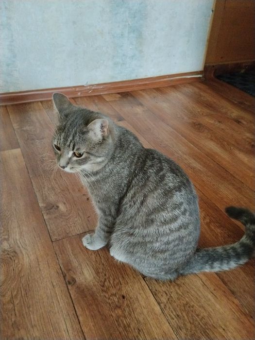 Отдадим кота в добрые руки