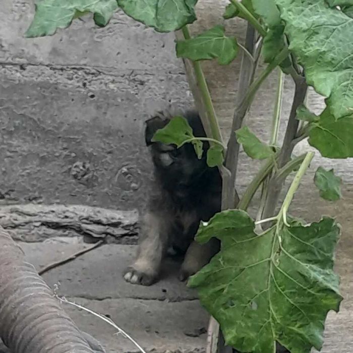 Дарю щенят!                               .