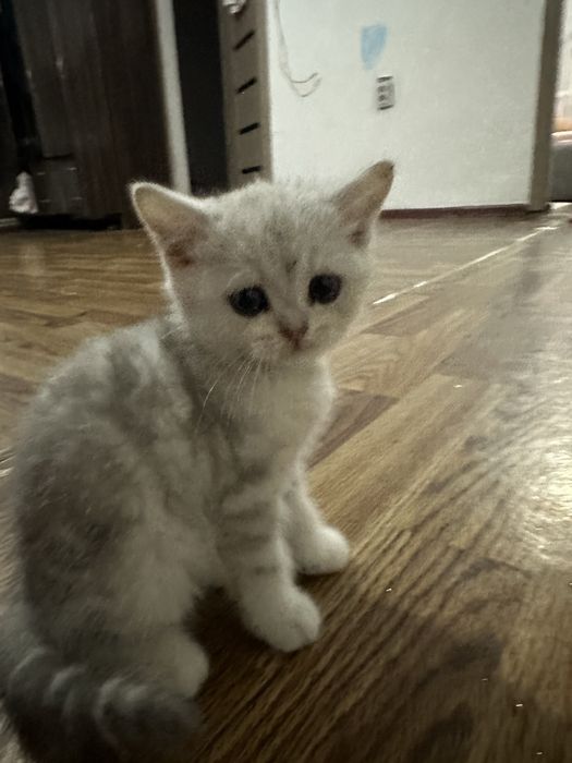 Продается котенок маленькая