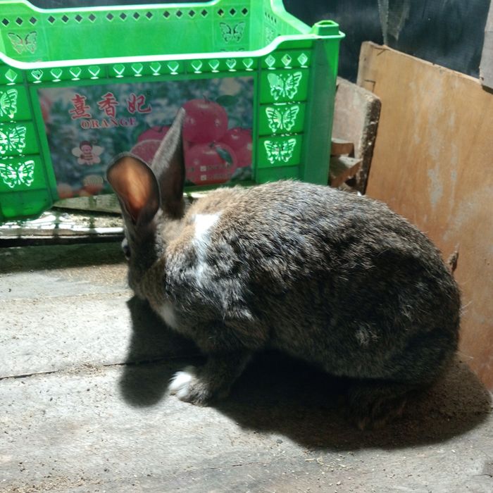 Продам кроликов крольчат крупных