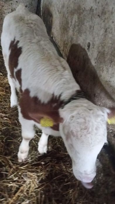 Vitel de 2 luni zile