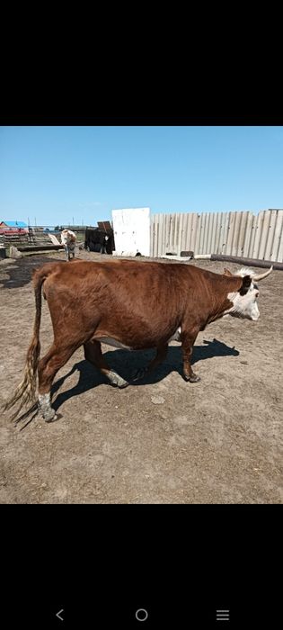 Продам коров 4 года