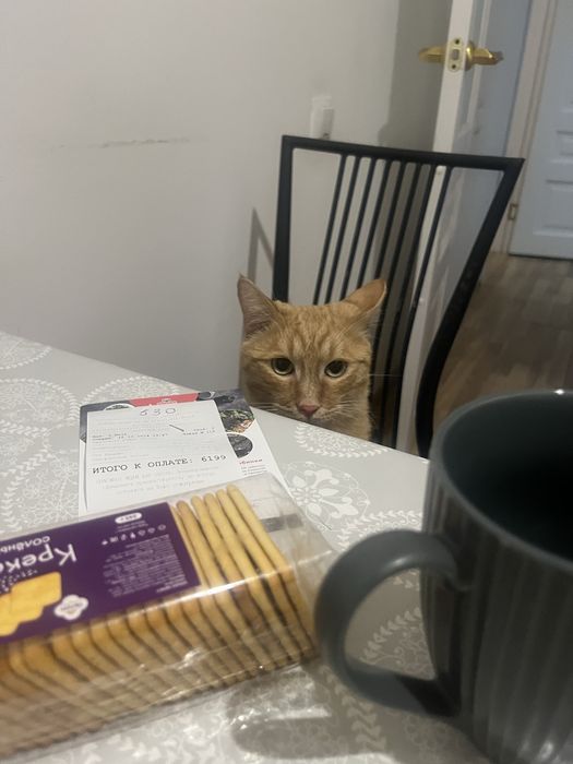 Передержка для кошек