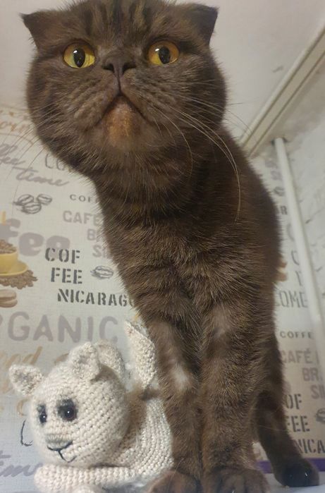 Отдам в добрые руки кошку