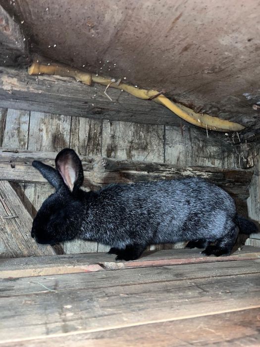 Продам Крола