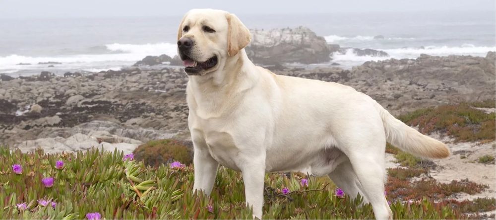 Лабрадор кабель. срочно