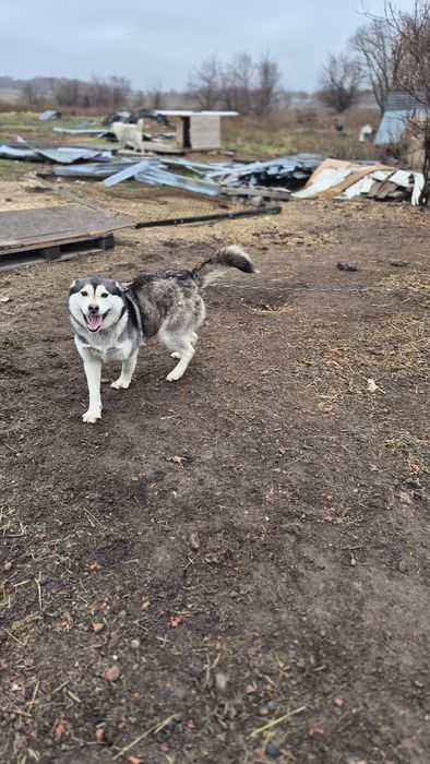 Хаски в знающие руки