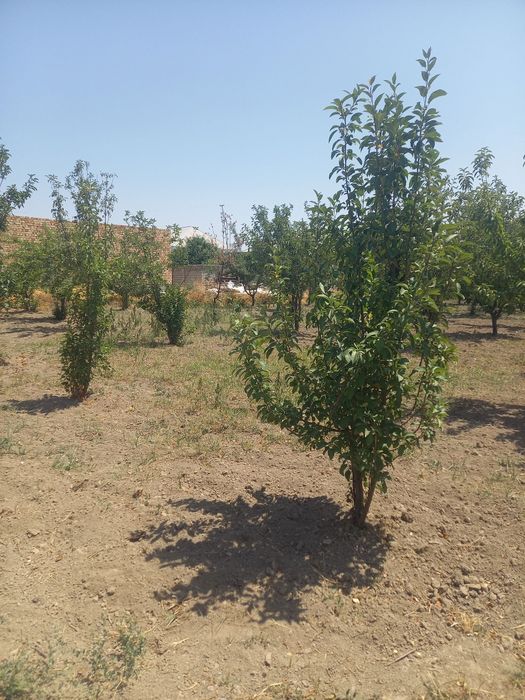 Ер  сотилади  Йик ота