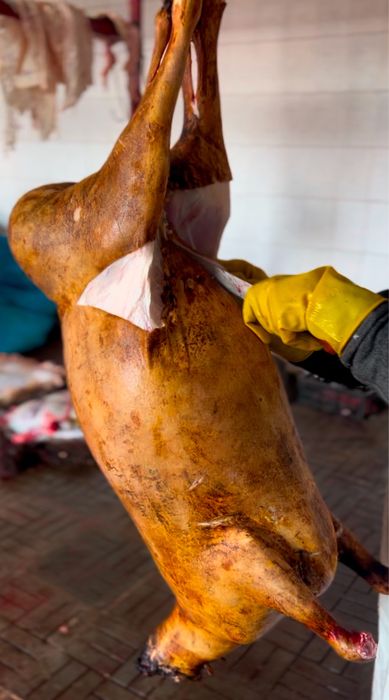 Қой, Тоқты, Бараны