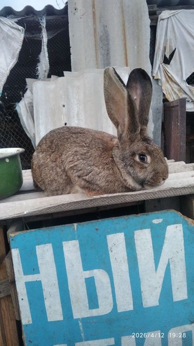 Продам кроликов.