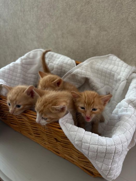 Отдам котят в добрые руки