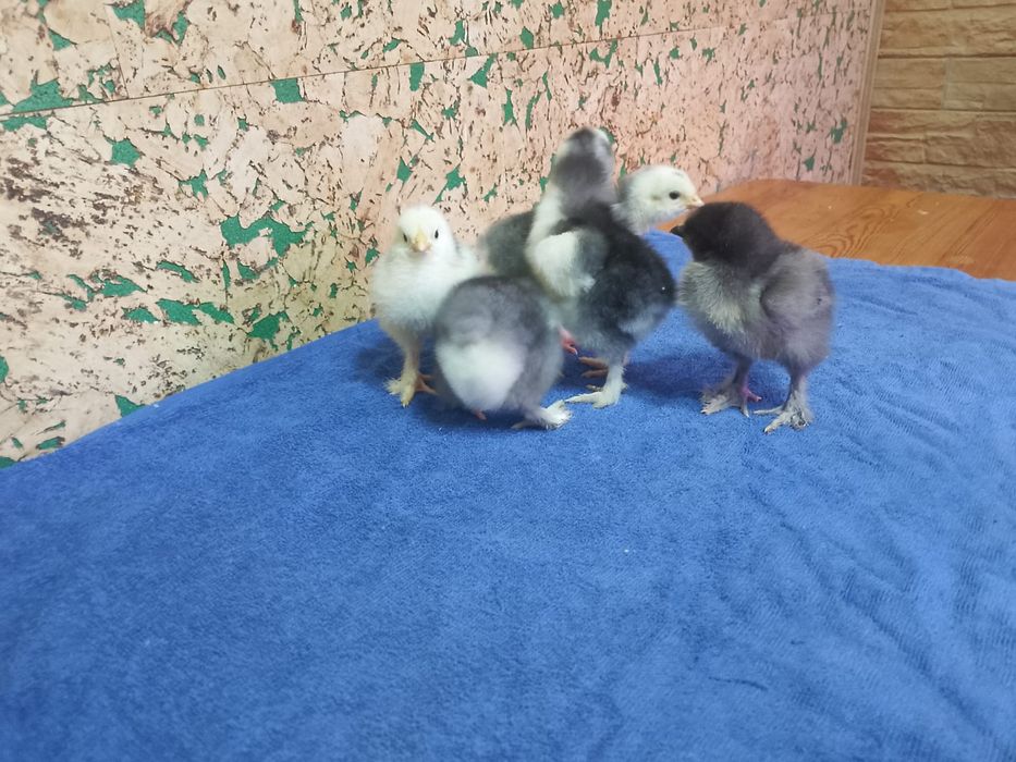 Продам недельных цыплят