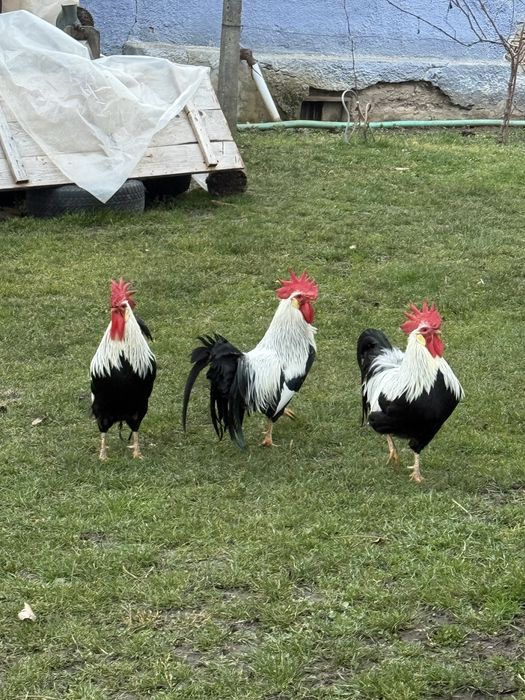 Cocosi Italieni Argintii de vanzare