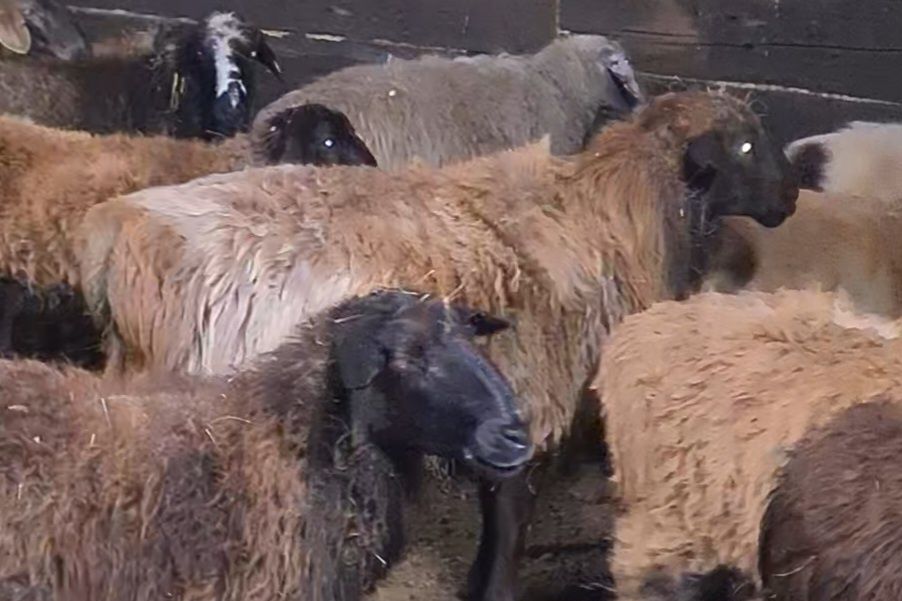 Продаю кошкаров 2шт  эдильбаи