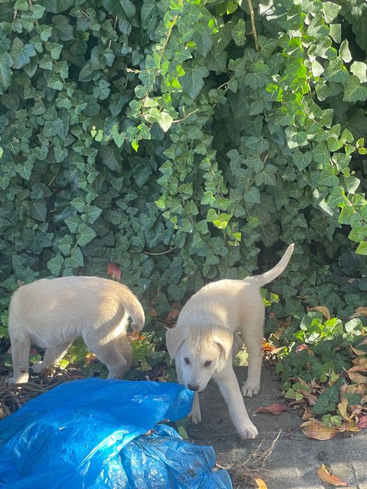 Cățeluși talie medie 2.5 luni