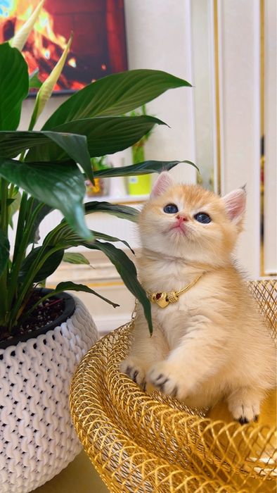 Золотая шиншилла