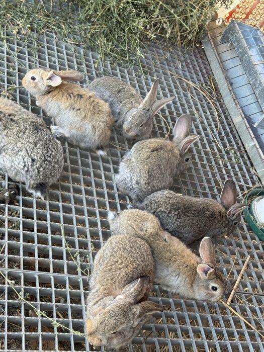 Vand iepurasi urias german