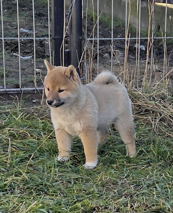Vand mascul Shiba Inu