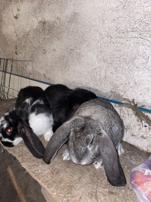 Iepuri  Berbec German