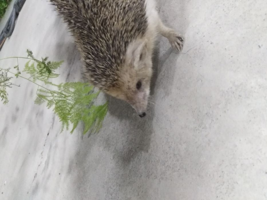 Типиратикон сотилади дамашни бокилган