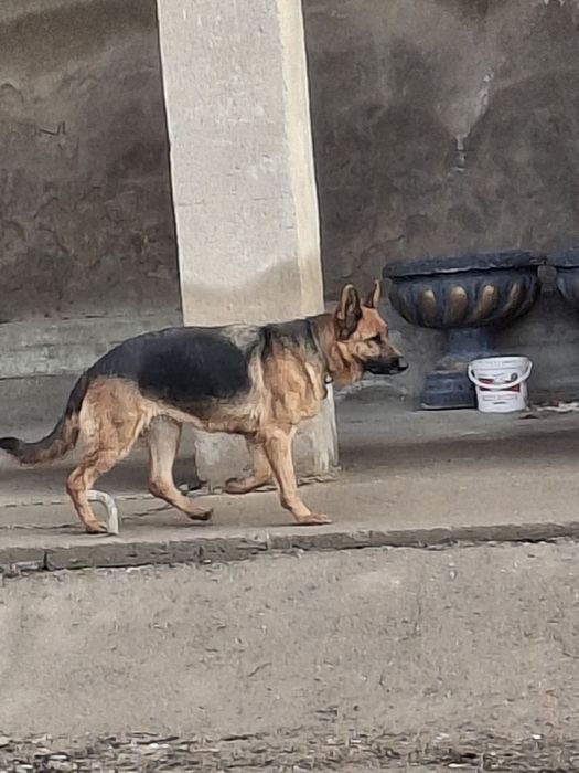 Немецкая овчарка